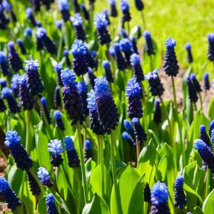 Muscari Latifolium (x25)